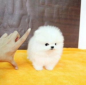 博美犬 品种介绍